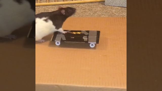My pet rat Cream skateboarding! #shorts