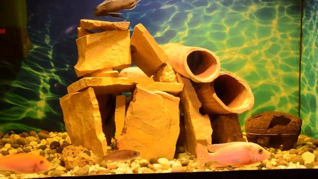 Грот (crag aquarium)