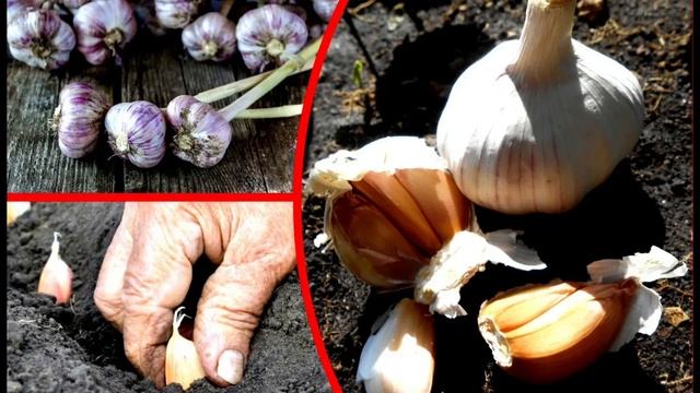 Бұл мәліметті 99% адам білмейді.Сарымсақ сан түрлі дертке дауа