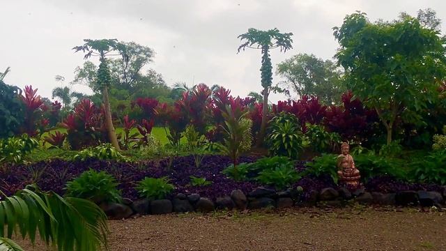 Moments of Zen - Papaya trees in the rain on Kauai...