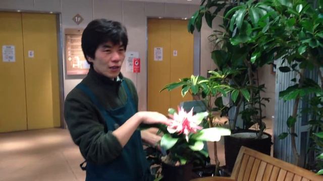 エクメア ファッシアータの紹介
