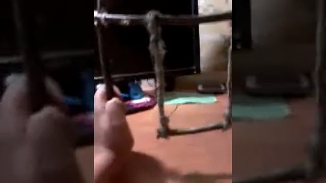 Присада для моего попугая