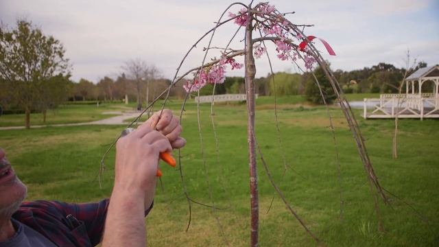 Why My Weeping Cherry Tree Is Dying