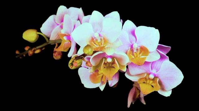 За окошком соловей распевается. Слова: Юрий Орлов.