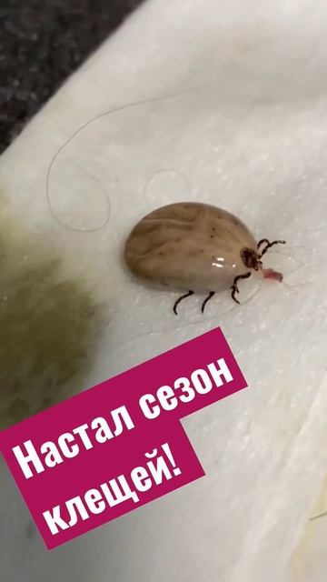Настал сезон клещей! #карендаллакян  #shorts #animal