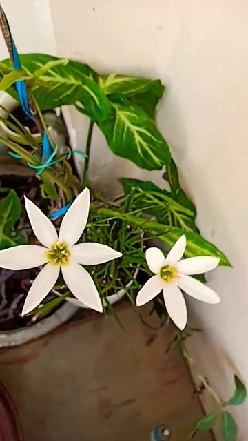 white lily flower 💐🌹 #trending #plants #youtubeshorts #viral_video