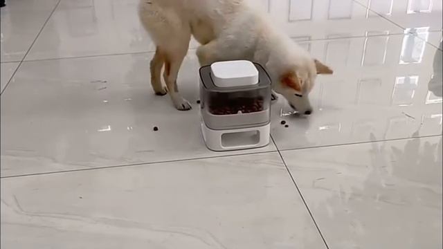 Кормушка для собак и кошек