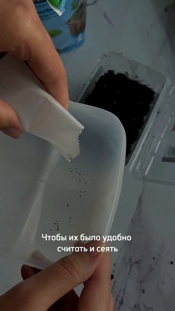 Выращиваем цветы для своих букетов #cutflowers #цветочнаяферма #цветынадаче #цветы #флористика