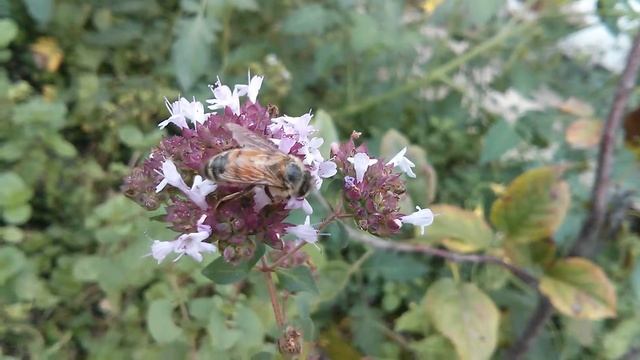 Honeybee on oregano