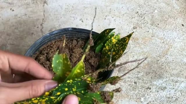 Croton indoor plant پتے سے پودے بنائیں