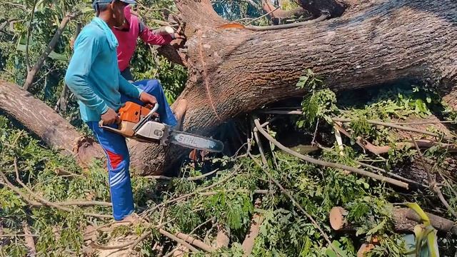 SALAH PERHITUNGAN ATAP JADI KORBAN‼️TEBANG POHON TREMBESI BESAR STIHL#MS660#MS070