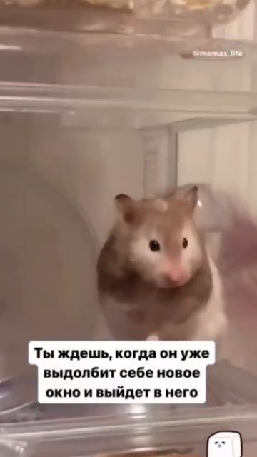 Сосед.