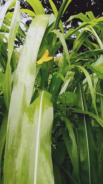 Rainy Season Beautiful Iris  Pseudacorus  Yellow flowers 🌱🌻🙂😇#shortsvide#naturephotography#ytshorts