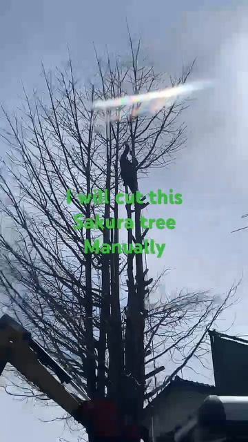 Cutting sakura tree from top to bottom without using heavy equiptment or machine