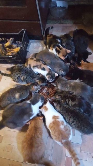 VID_20241217_181034.mp4