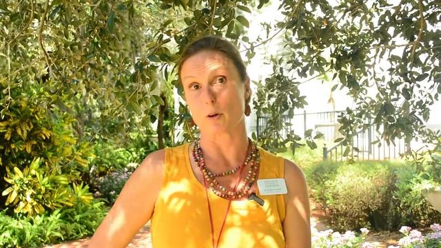 Marie Selby Botanical Gardens' EcoQuest: October 2020-Oakey Pokey