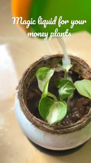 Liquid fertiliser | Best for money plants | DIY fertiliser