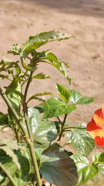 orange hibiscus|shoe flower|गुड़हल | जवाकुसुम #shortsfeed #youtubeshorts #viral #viralshort #shorts