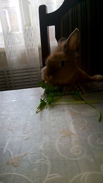 Тайра против лука!))) смотреть до конца!!))))))))))