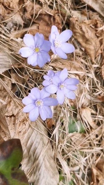 Przylaszczka pospolita Hepatica nobilis,