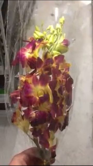 Orchid Yellow Sonya Thai 5 stem