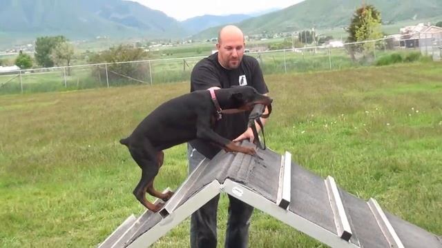 Puppies from IDC Winner Champion Obi Wan Kenobi De Grande Vinko in training