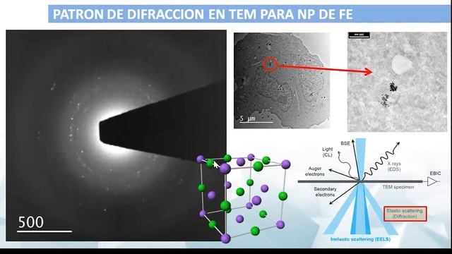 Microscopía de Fluorescencia y Microscopía Electrónica 4/4