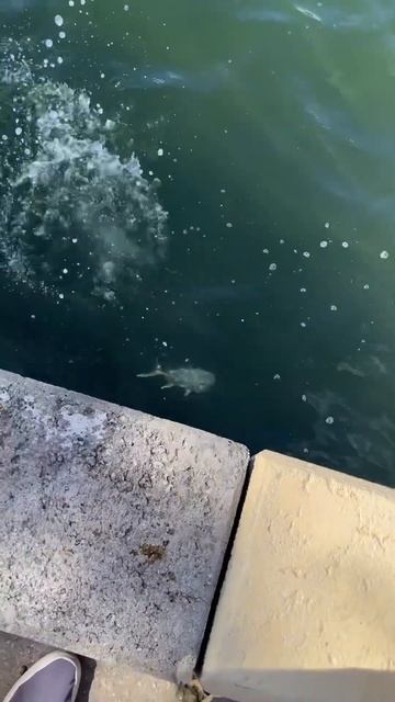 Releasing a jack #fishing #fish #jackcrevalle #fortpierce #southflorida