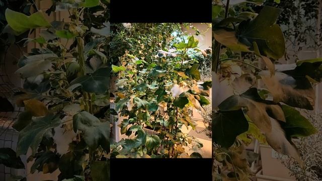 В Царицынских оранжереях