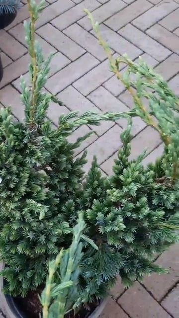 🌲Можжевельники в ассортименте | Telegram: https://t.me/love_is_hvoiny_dvorik