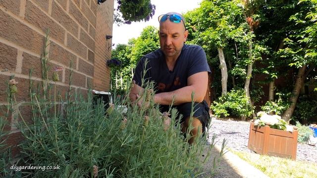 How and When to Prune Lavender [Pro Secrets Revealed]