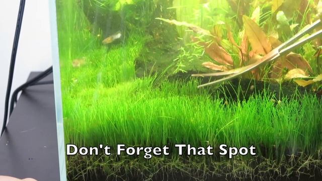 How To Trim A Planted Tank