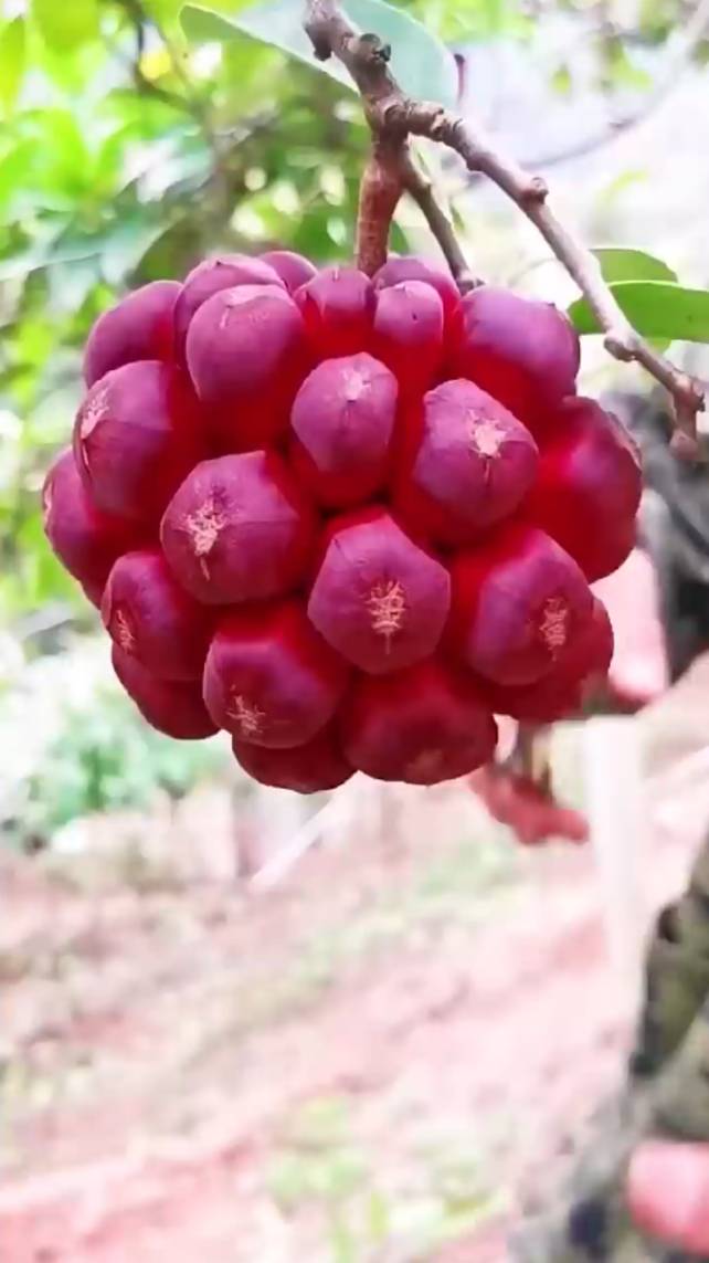 🌸КАДСУРА ЯПОНСКАЯ! #shorts #garden #советы