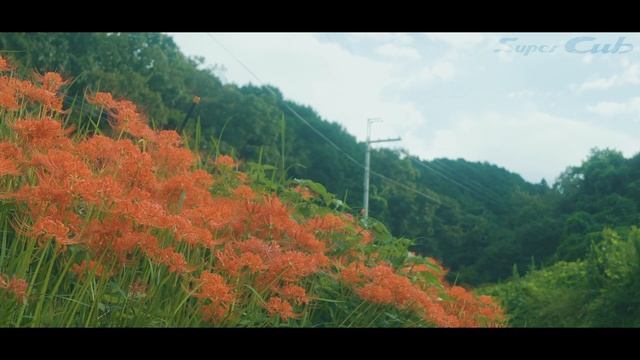 彼岸花 Lycoris radiata | Super Cub C125 | cinematic motovlog