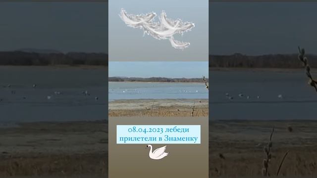 Лебеди на Урале, весна 2023