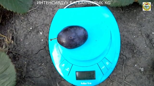 СТЕНЛИ СОРТУНДАГЫ КАЙНАЛЫ