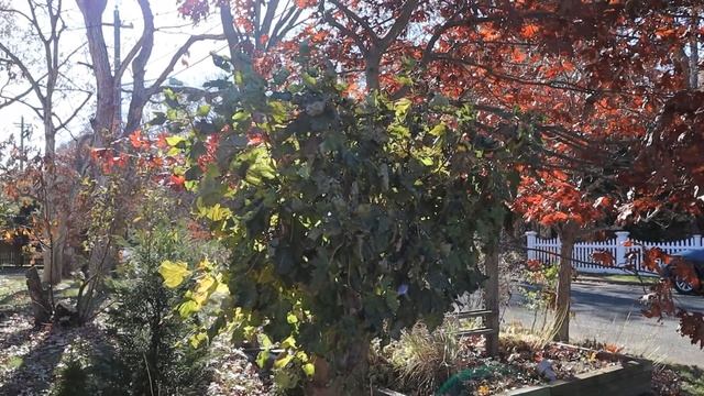 Pollarding a Tree. What is it and- Who knew I was doing it already?