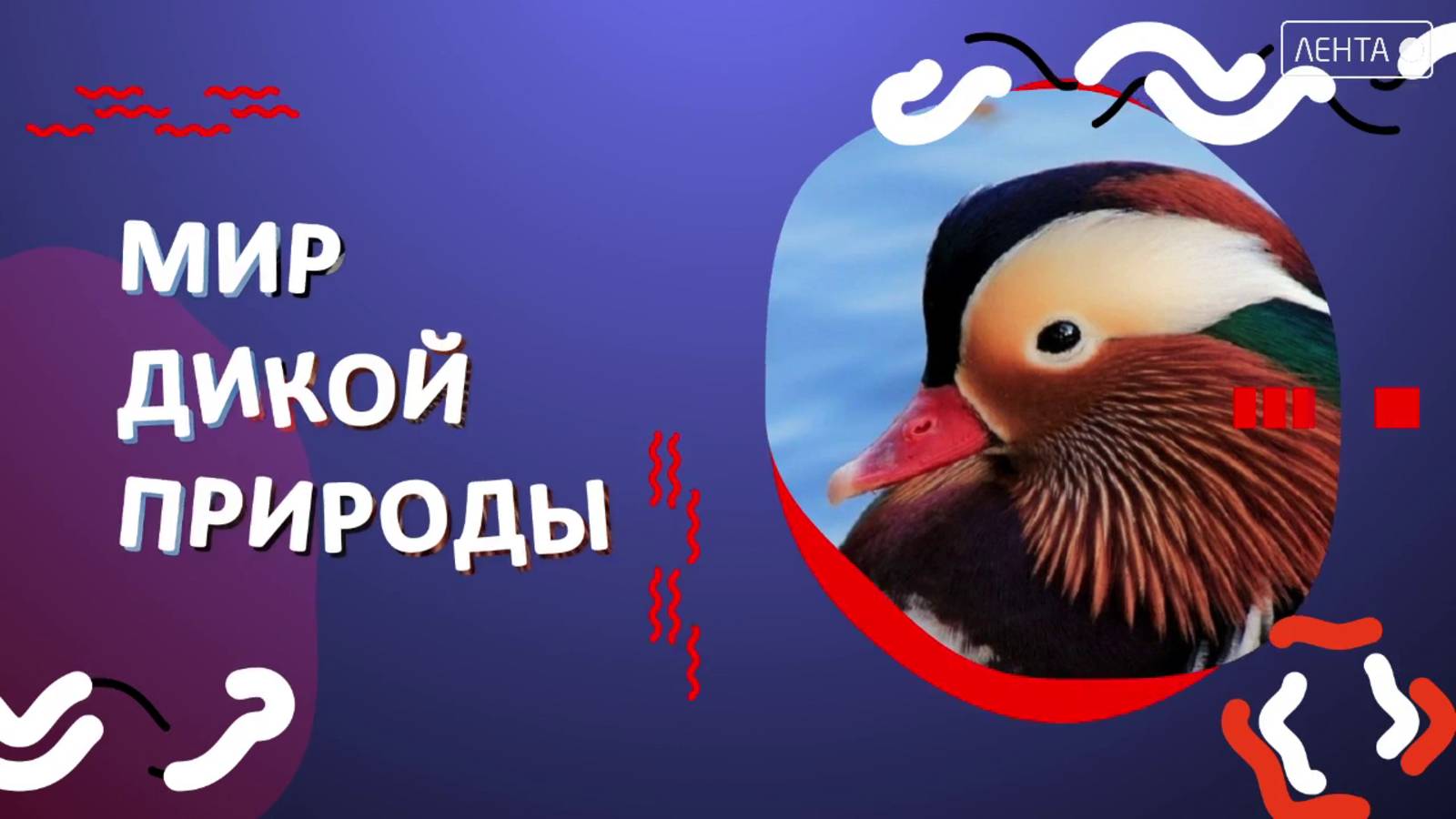 Мир дикой природы. Это что за воробьи под прикрытием?