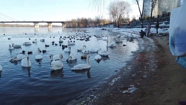 Лебеди на Оболоне. Киев.