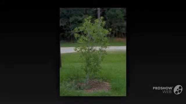 Cyrilla - garden plants