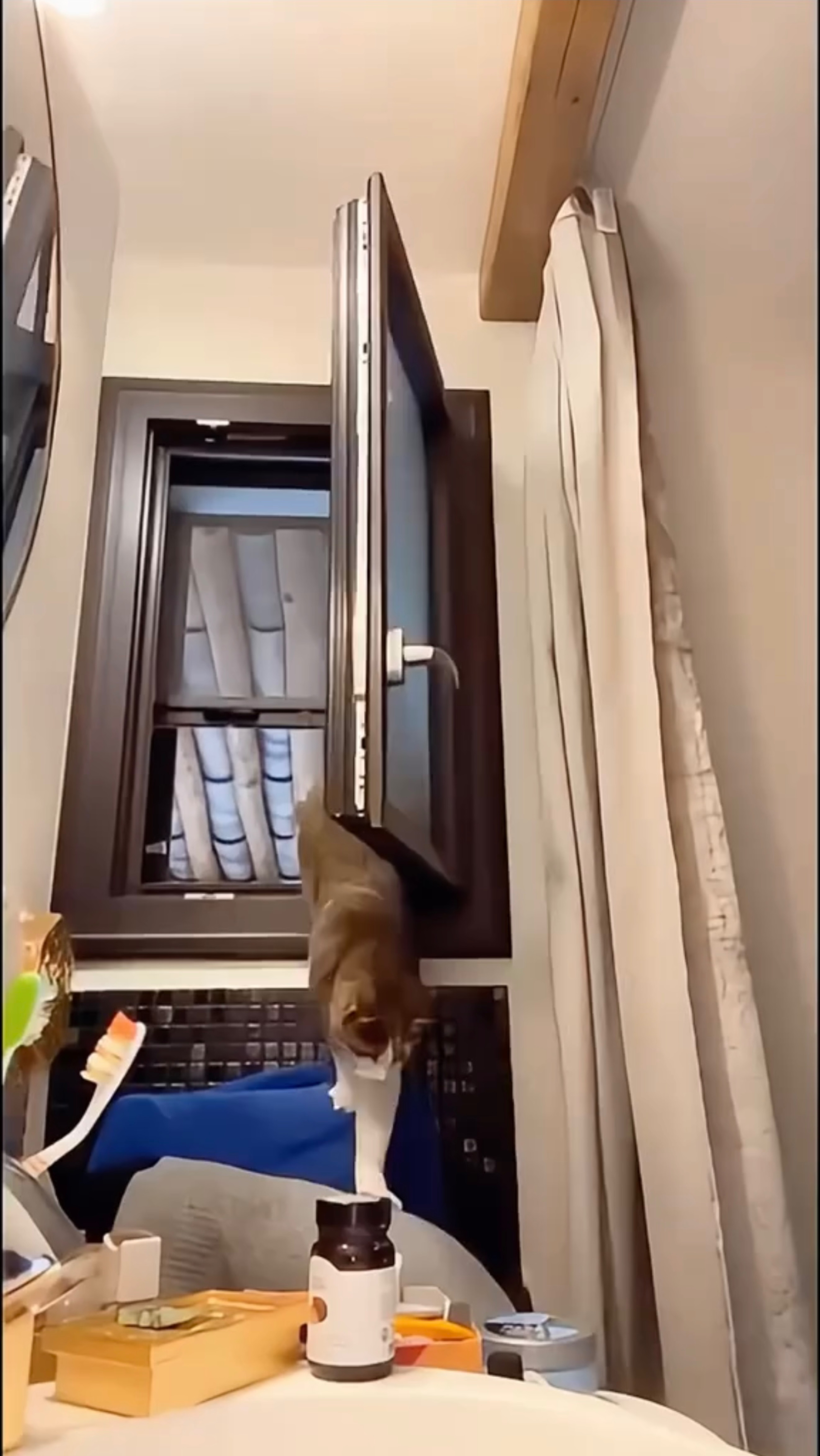 Funny Animals TV #5
