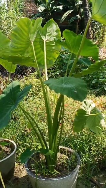 My Green Garden #shorts vedio.