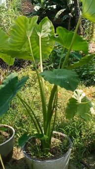 My Green Garden #shorts vedio.