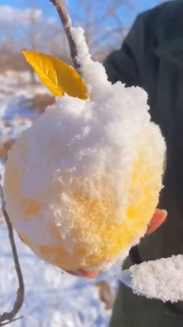 🍎❄И зимой эти фрукты выглядят всегда вкусно! #shorts #garden #советы