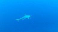 Hammerhead