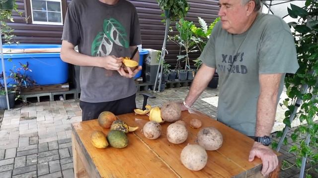 This is a fruit tree you should grow  Mammea americana