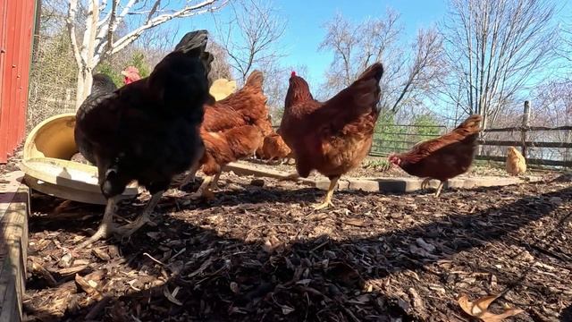 Куры несушки свободного выгула и их обычная куриная рутина – эпизод (47)