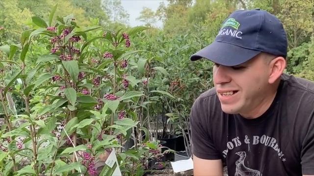 Purple Pearls Beautyberry