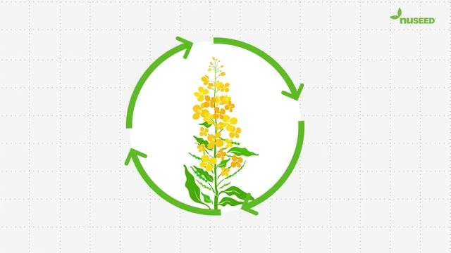 Nuseed AU - Learn about our canola research and development process