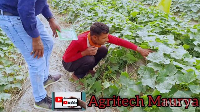 खीरा की डबल पैदावार देने वाली वेराइटी लगाएं।Adiva।Seedless cucumber। Tropica Seeds।